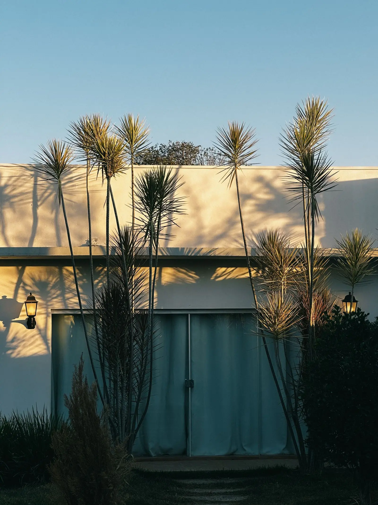 Palms casting shadows on a pale wall at golden hour